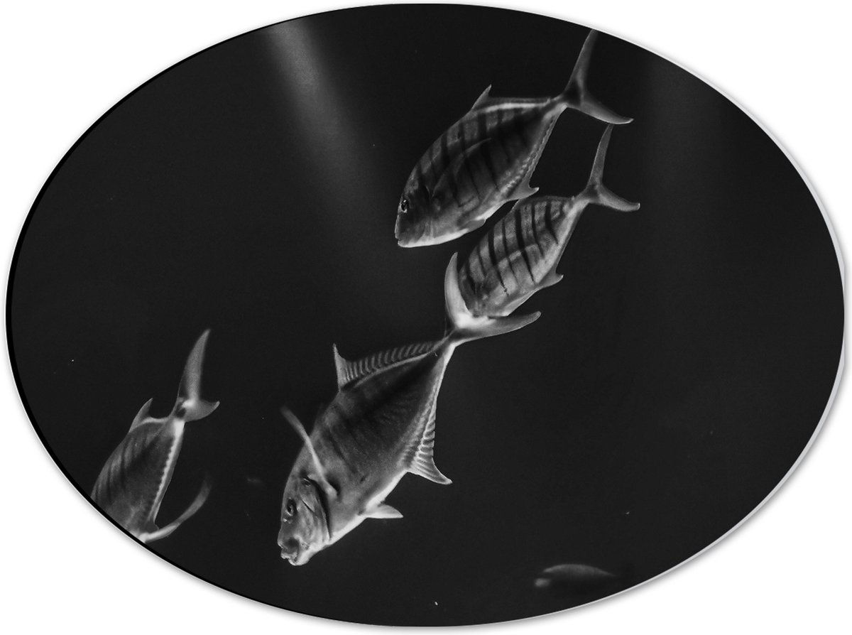 Dibond Ovaal - Vissen in het Aquarium Zwart - Wit - 40x30 cm Foto op Ovaal (Met Ophangsysteem)