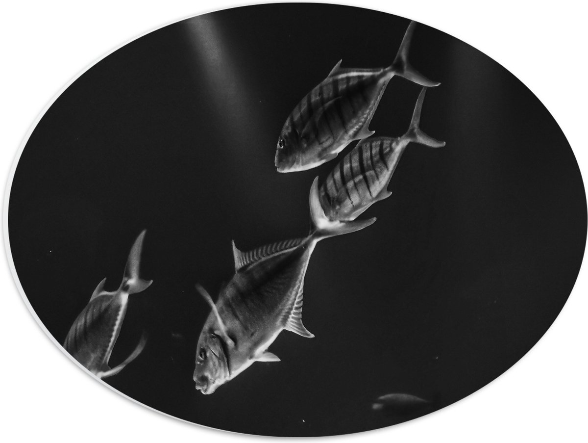 PVC Schuimplaat Ovaal - Vissen in het Aquarium Zwart - Wit - 40x30 cm Foto op Ovaal (Met Ophangsysteem)