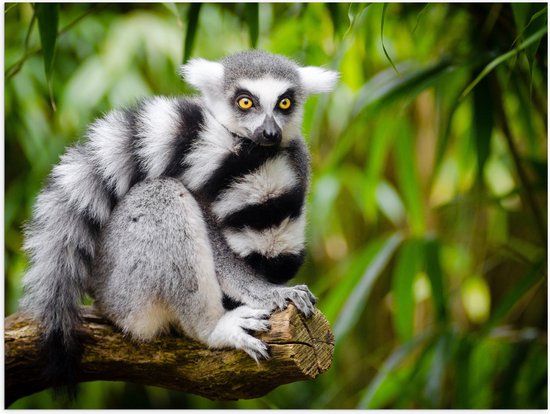 WallClassics - Poster (Matte) - Zwart avec Singe Lémurien Witte sur une Branche - 40x30 cm Photo sur Papier Poster avec un aspect Mat