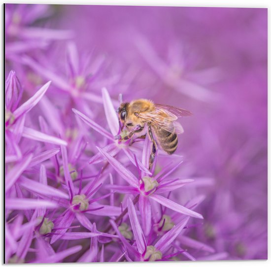 WallClassics - Dibond - Fleurs violettes avec abeille - Photo 50x50 cm sur aluminium (avec système de suspension)