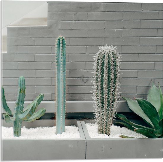 WallClassics - Acrylglas - Cactus Plantenbak - 50x50 cm Foto op Acrylglas (Wanddecoratie op Acrylaat)