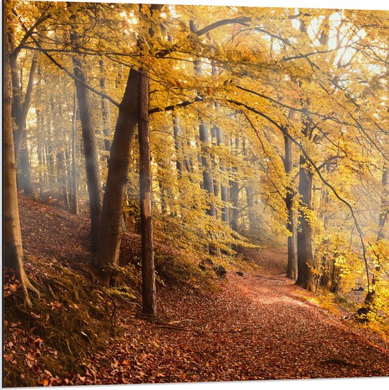 WallClassics - Dibond - Zonnestralen tussen Herfstbos - 80x80 cm Foto op Aluminium (Met Ophangsysteem)