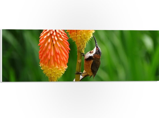 WallClassics - PVC Schuimplaat- Zwarthalshoning Vogel op oranje Vuurpijl Bloem - 60x20 cm Foto op PVC Schuimplaat