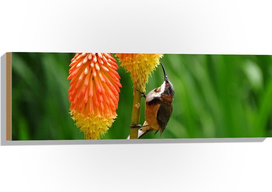 WallClassics - Hout - Zwarthalshoning Vogel op oranje Vuurpijl Bloem - 90x30 cm - 12 mm dik - Foto op Hout (Met Ophangsysteem)