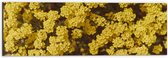 WallClassics - Dibond - Gele Bloemen - 60x20 cm Foto op Aluminium (Wanddecoratie van metaal)