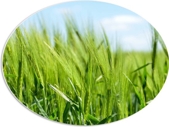 WallClassics - Panneau en mousse PVC ovale - Jeune herbe de blé - Photo 56 x 42 cm sur ovale (avec système de suspension)