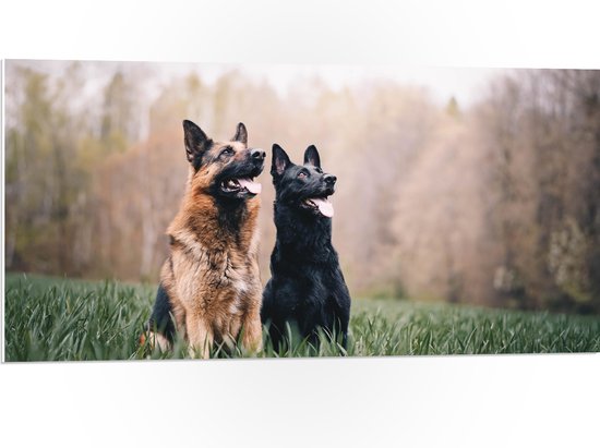 WallClassics - PVC Schuimplaat - Twee Herders Honden in het Gras - 100x50 cm Foto op PVC Schuimplaat (Met Ophangsysteem)