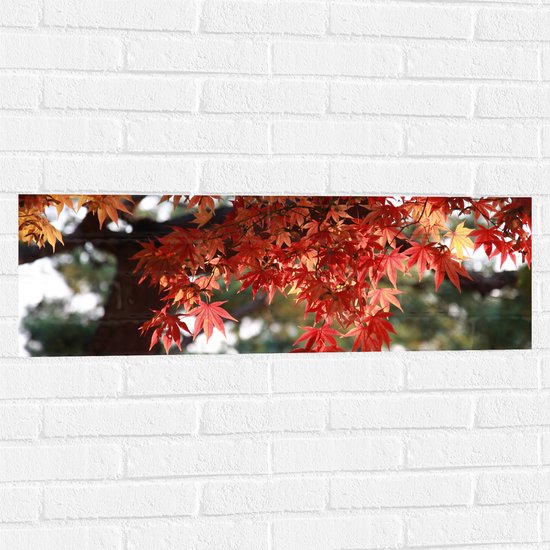 WallClassics - Muursticker - Rode Bladeren aan Boom - 90x30 cm Foto op Muursticker
