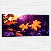 WallClassics - Muursticker - Oranje Herfstbladeren met Paarse Achtergrond - 100x50 cm Foto op Muursticker