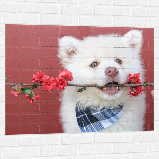 WallClassics - Muursticker - Witte Hond met Bloementak - 100x75 cm Foto op Muursticker