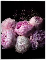 WallClassics - Dibond - Roze/Paarse Bloemen tegen Zwarte Achtergrond - 30x40 cm Foto op Aluminium (Met Ophangsysteem)