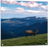 WallClassics - Tuinposter – Grazend Hert op Hoogste Berg van Berggebied - 80x80 cm Foto op Tuinposter  (wanddecoratie voor buiten en binnen)