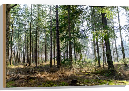WallClassics - Hout - Hoge Naaldbomen in het Bos - 90x60 cm - 12 mm dik - Foto op Hout (Met Ophangsysteem)
