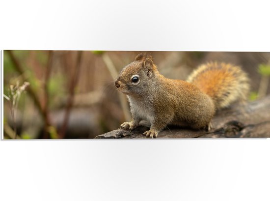 WallClassics - Panneau en mousse PVC - Écureuil sur un tronc d'arbre - Photo 60x20 cm sur panneau en mousse PVC (avec système d'accrochage)
