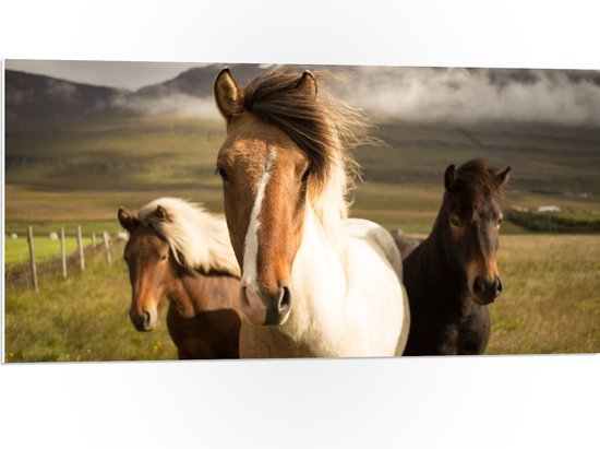 WallClassics - PVC Schuimplaat - Drie Paarden op een Heuvel - 100x50 cm Foto op PVC Schuimplaat (Met Ophangsysteem)