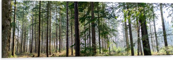 WallClassics - Dibond - Hoge Naaldbomen in het Bos - 150x50 cm Foto op Aluminium (Met Ophangsysteem)