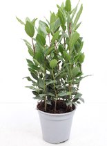 Laurus nobilis - Keuken Laurier struikje - potmaat 14 cm - planthoogte 40 cm - Plants By Suus