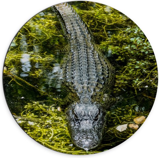 WallClassics - Dibond Muurcirkel - Alligator tussen Moswater - 70x70 cm Foto op Aluminium Muurcirkel (met ophangsysteem)