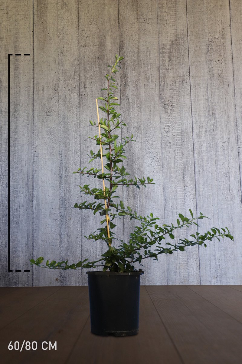 10 stuks | CYBER MONDAY KORTING Vuurdoorn  Orange Glow   Pot 60-80 cm | Standplaats: Half-schaduw   | Latijnse naam: Pyracantha  Orange Glow