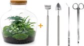 Terrarium - Fat Joe Green - ↑ 30 cm - Ecosysteem plant - Kamerplanten - DIY planten terrarium - Mini ecosysteem + Hark + Schep + Pincet + Schaar