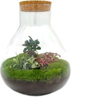 Terrarium - Sam XL Bonsai - ↑ 35 cm - Ecosysteem plant - Kamerplanten - DIY planten terrarium - Mini ecosysteem