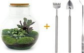 Terrarium - Teddy - ↑ 26,5 cm - Ecosysteem plant - Kamerplanten - DIY planten terrarium - Mini ecosysteem + Hark + Schep + Pincet