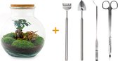 Terrarium - Teddy bonsai - ↑ 30 cm - Ecosysteem plant - Kamerplanten - DIY planten terrarium - Mini ecosysteem + Hark + Schep + Pincet + Schaar