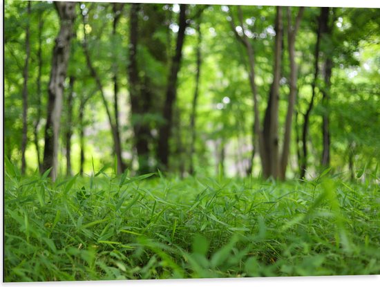 WallClassics - Dibond - Groen Gras aan de Bosrand - 80x60 cm Foto op Aluminium (Wanddecoratie van metaal)