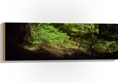 WallClassics - Hout - Schaduw in het Bos - 90x30 cm - 12 mm dik - Foto op Hout (Met Ophangsysteem)