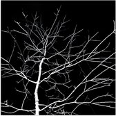 WallClassics - Poster (Matte) - Arbre Witte Nu sur Fond Noir - Photo 50x50 cm sur Papier Poster à l'Aspect Mat