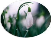 WallClassics - PVC Schuimplaat Ovaal - Sneeuwklokje met Water Druppels - 68x51 cm Foto op Ovaal  (Met Ophangsysteem)
