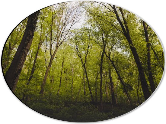 WallClassics - Dibond Ovaal - Klimop op Bomen in het Bos - 40x30 cm Foto op Ovaal (Met Ophangsysteem)