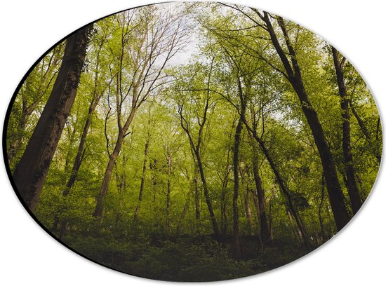 WallClassics - Dibond Ovaal - Klimop op Bomen in het Bos - 28x21 cm Foto op Ovaal (Met Ophangsysteem)