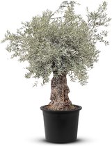Tropictrees - Olijfboom - Bonsai - Winterhard - Groenblijvend - Stamomvang ⌀100-120 cm - Hoogte 250