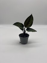 Calathea mieli - Calathea ornata ' Beauty Star' - Belle plante d'intérieur pour bébé avec des rayures colorées