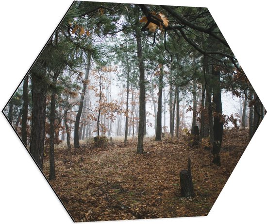 WallClassics - Dibond Hexagon - Herfstbladeren tussen de Bomen in een Bos - 70x60.9 cm Foto op Hexagon (Met Ophangsysteem)