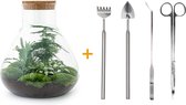 Terrarium - Sam XL - ↑ 31 cm - Ecosysteem plant - Kamerplanten - DIY planten terrarium - Mini ecosysteem - Inclusief Hark + Schep + Pincet + Schaar