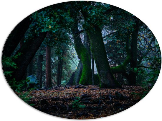 WallClassics - Dibond Ovaal - Grote Kromme Bomen in het Bos - 96x72 cm Foto op Ovaal (Met Ophangsysteem)