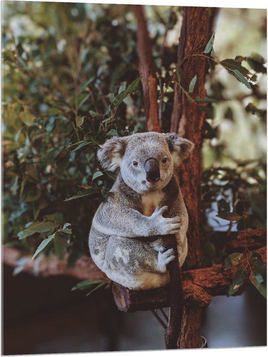 WallClassics - Acrylglas - Koalabeertje Knuffelend aan Tak - 75x100 cm Foto op Acrylglas (Met Ophangsysteem)