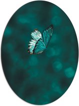 WallClassics - Dibond Ovaal - Blauw Vlindertje  - 51x68 cm Foto op Ovaal (Met Ophangsysteem)