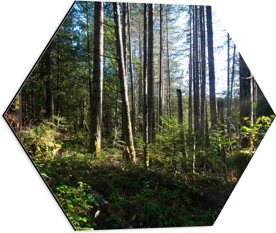 WallClassics - Dibond Hexagon - Bruine Bomen in een Bos - 50x43.5 cm Foto op Hexagon (Met Ophangsysteem)