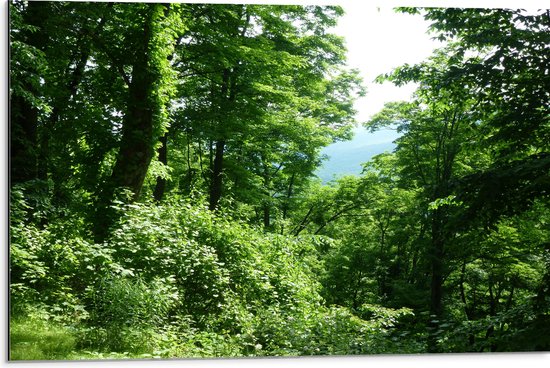 WallClassics - Dibond - Groene Blaadjes aan de Takken in het Bos - 75x50 cm Foto op Aluminium (Met Ophangsysteem)