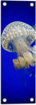 WallClassics - Tuinposter – Witte Kwal onderwater - 20x60 cm Foto op Tuinposter  (wanddecoratie voor buiten en binnen)