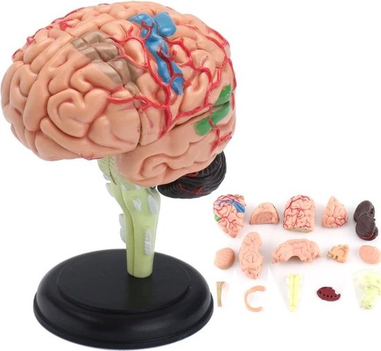 Anatomie du cerveau 4D - Modèle Anatomie - Anatomie du Cerveau - Le corps humain
