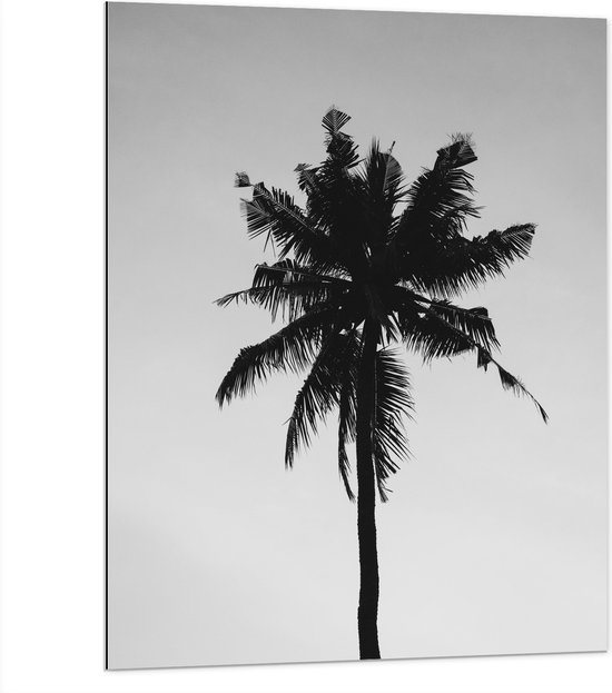WallClassics - Dibond - Silhouet van Smalle Palmboom (zwart/wit) - 75x100 cm Foto op Aluminium (Met Ophangsysteem)