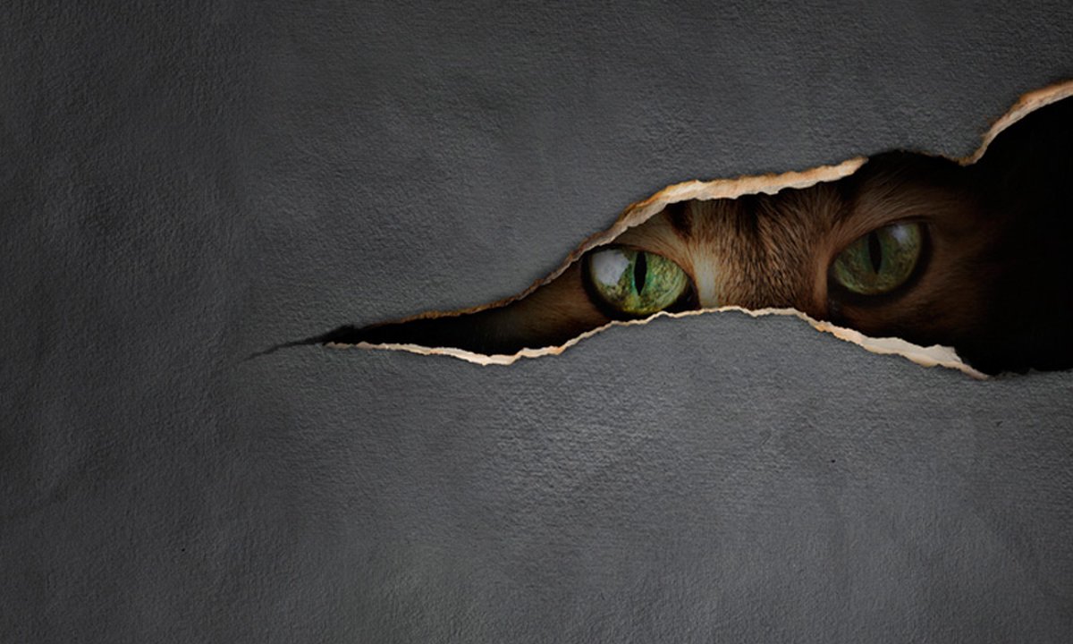 Fotobehang - Cat's blik.