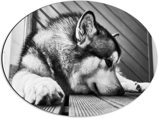 WallClassics - Dibond Ovaal - Alaska Malamute Hond Zwart - Wit - 56x42 cm Foto op Ovaal (Met Ophangsysteem)