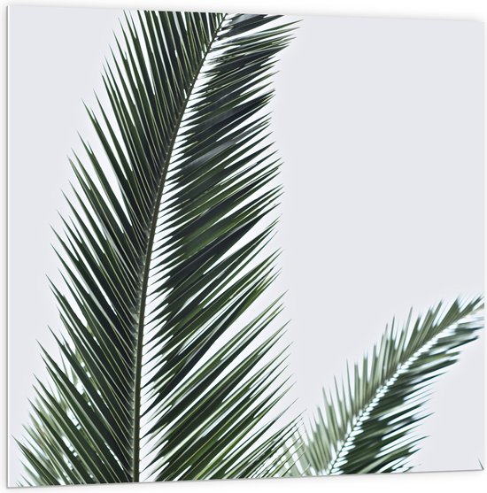 WallClassics - PVC Schuimplaat- Groene Palmtak tegen Witte Achtergrond - 100x100 cm Foto op PVC Schuimplaat