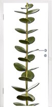 Deursticker Eucalyptusstam met bladeren - 85x205 cm - Deurposter