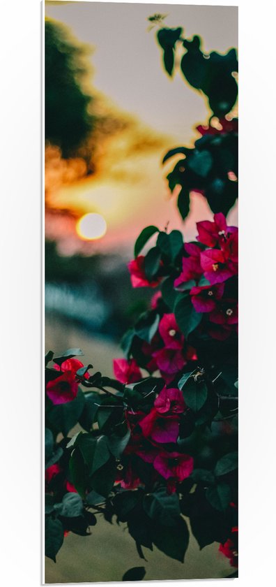 WallClassics - PVC Schuimplaat - Roze Bloemenstruik voor Zonsondergang - 30x90 cm Foto op PVC Schuimplaat (Met Ophangsysteem)